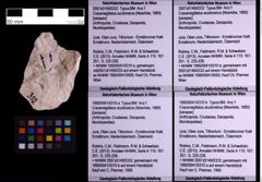 Foto (Objekt + Etiketten) von Cracensigillatus acutirostrus (Moericke, 1889) (NHMW-GEO-1990-0041-0310a)